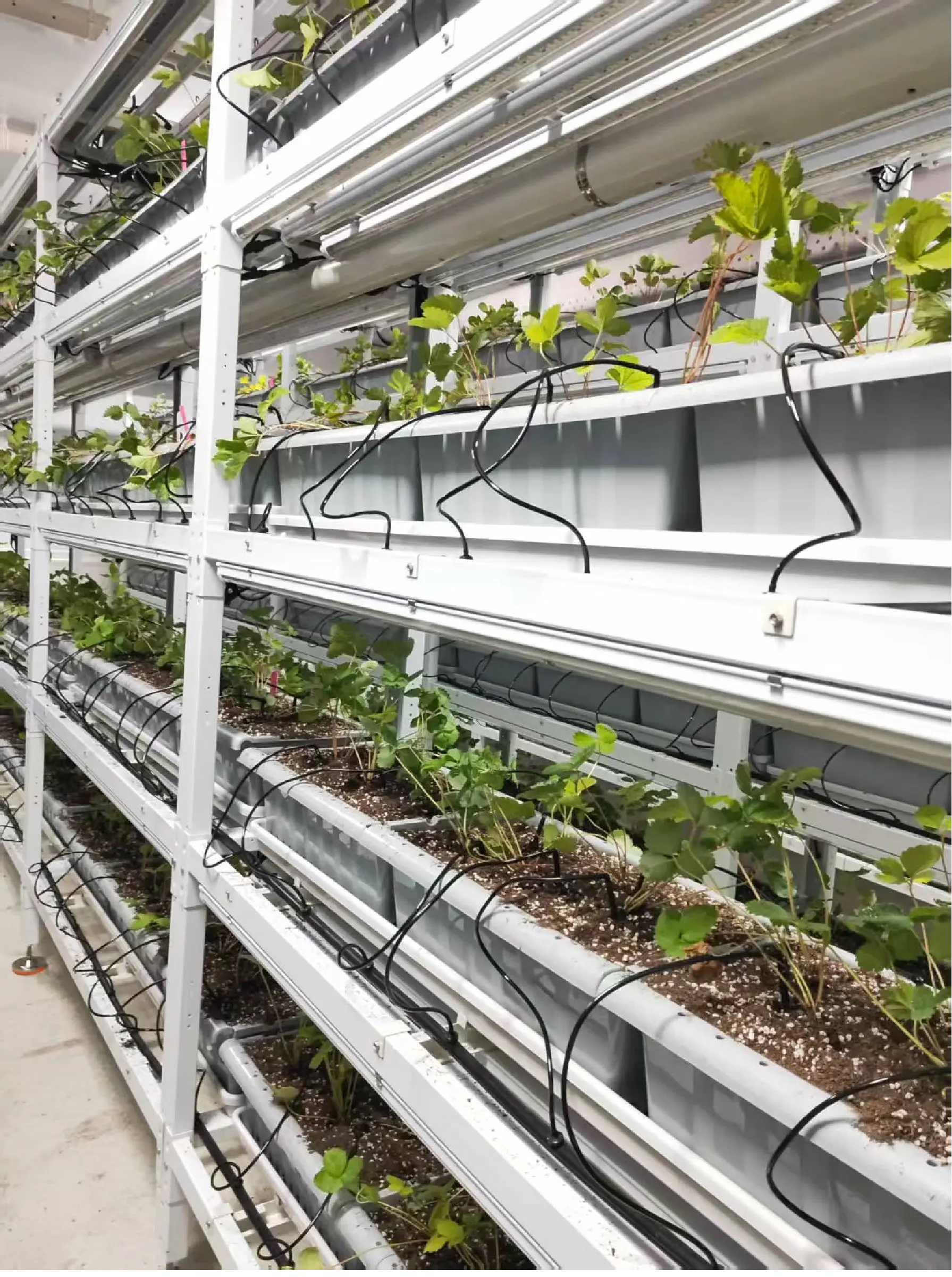 北京农林科学院植物工厂